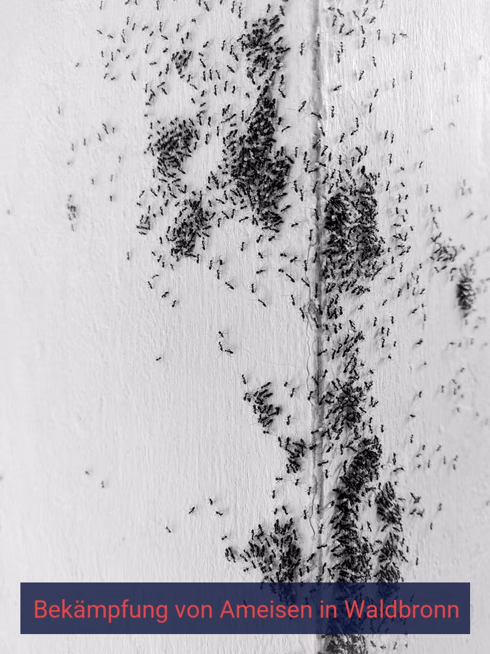 Bekämpfung von Ameisen {Stadt(city_name)