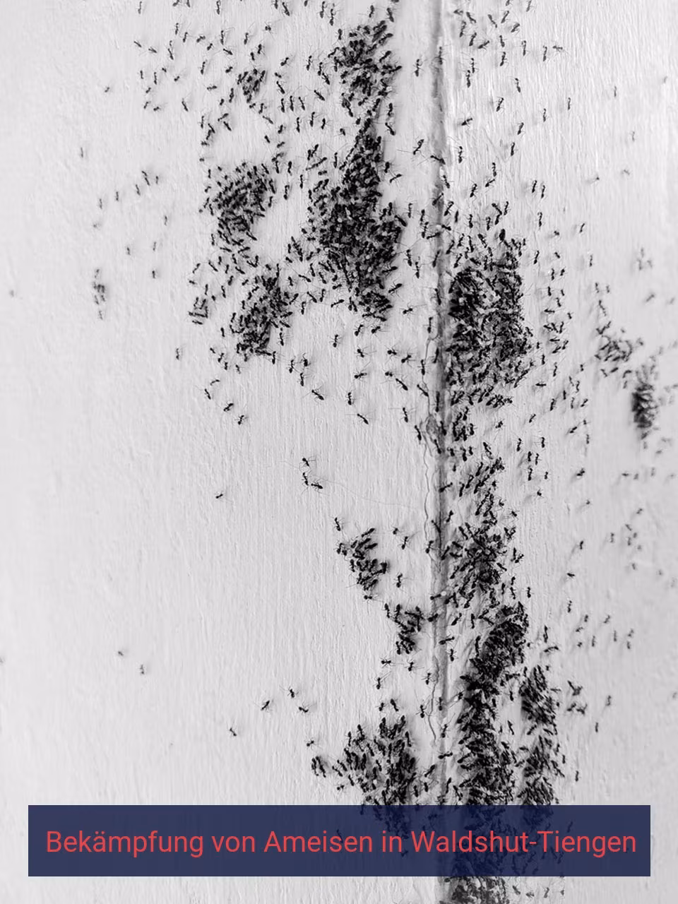 Bekämpfung von Ameisen {Stadt(city_name)