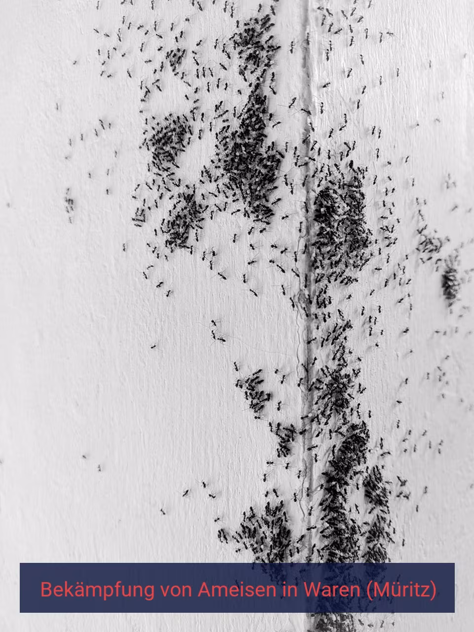 Bekämpfung von Ameisen {Stadt(city_name)