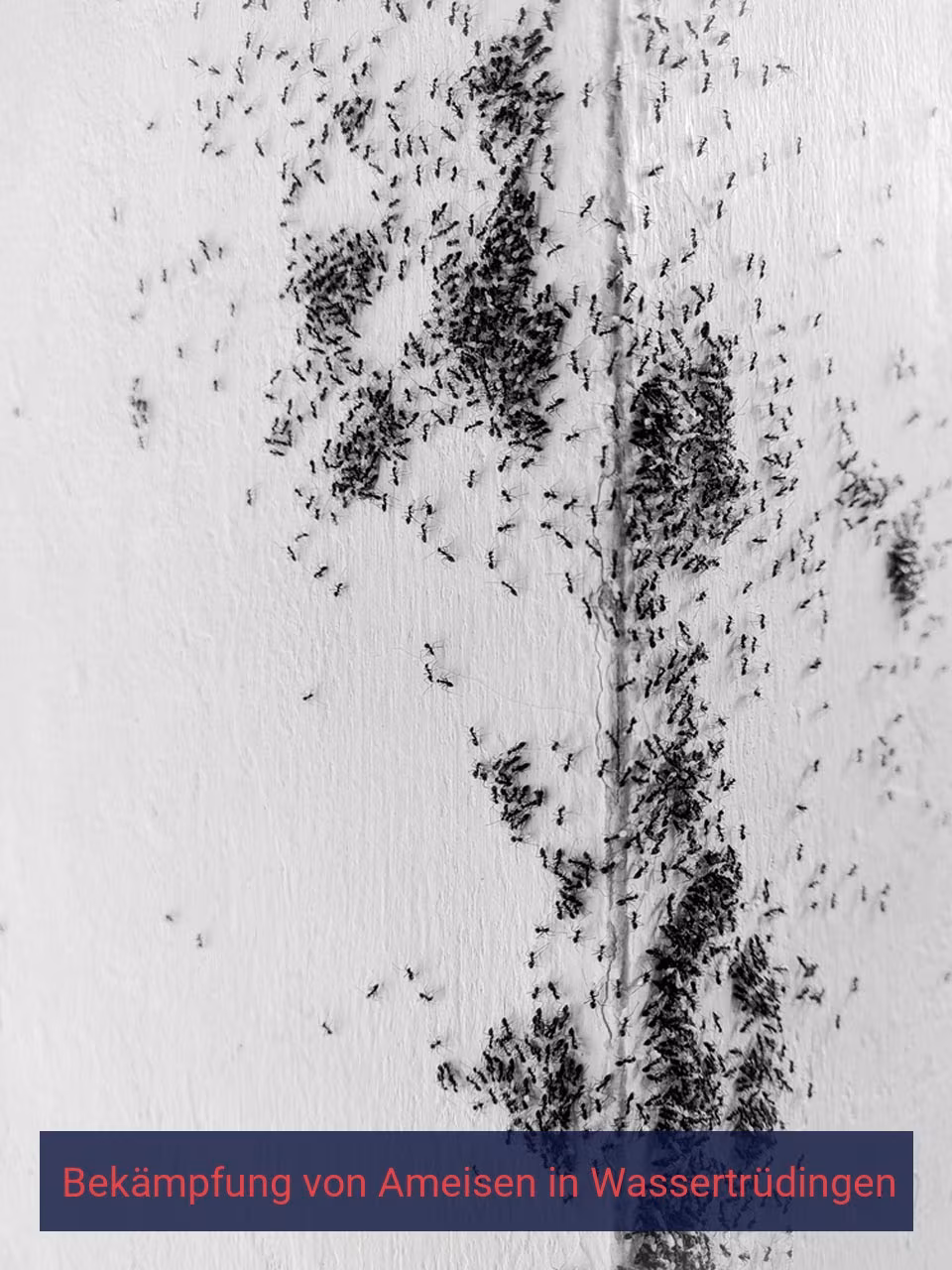Bekämpfung von Ameisen {Stadt(city_name)