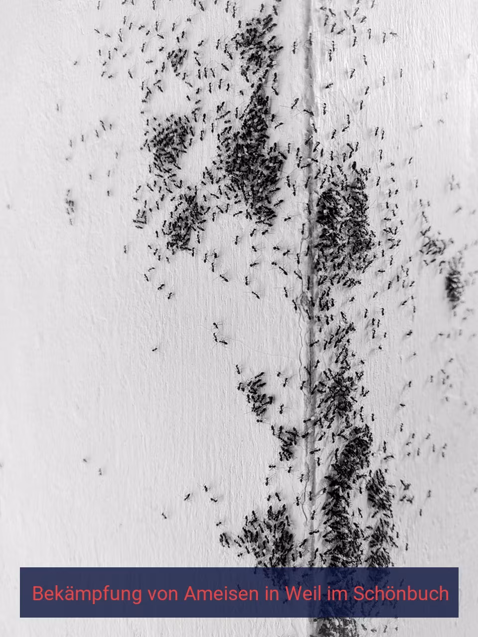 Bekämpfung von Ameisen {Stadt(city_name)
