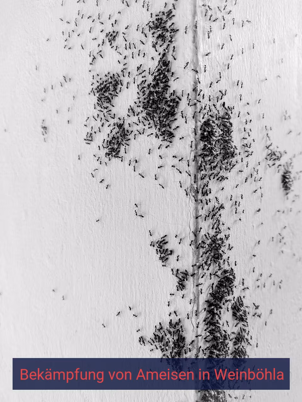Bekämpfung von Ameisen {Stadt(city_name)