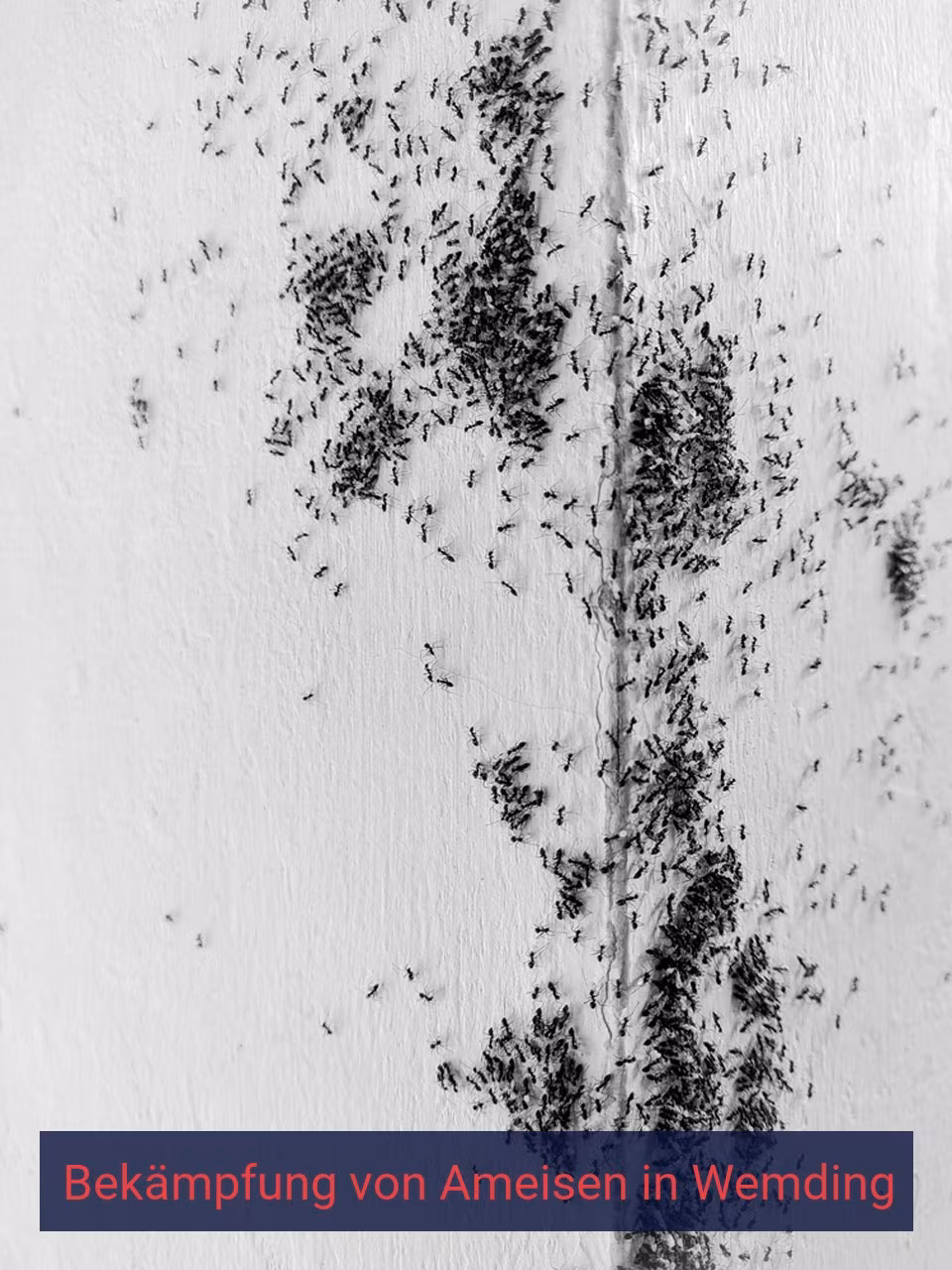 Bekämpfung von Ameisen {Stadt(city_name)