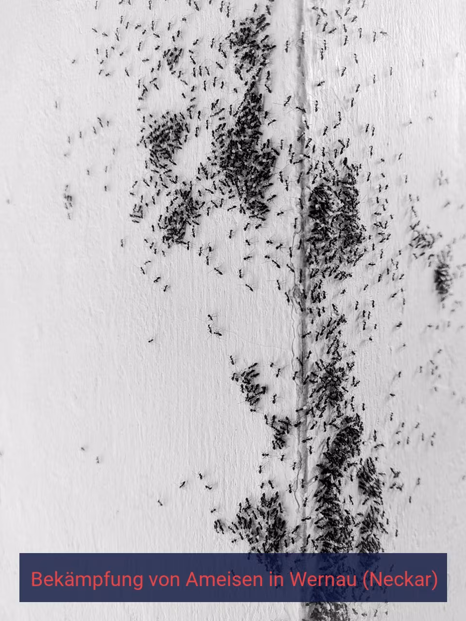 Bekämpfung von Ameisen {Stadt(city_name)