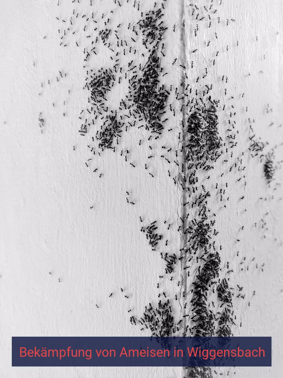 Bekämpfung von Ameisen {Stadt(city_name)