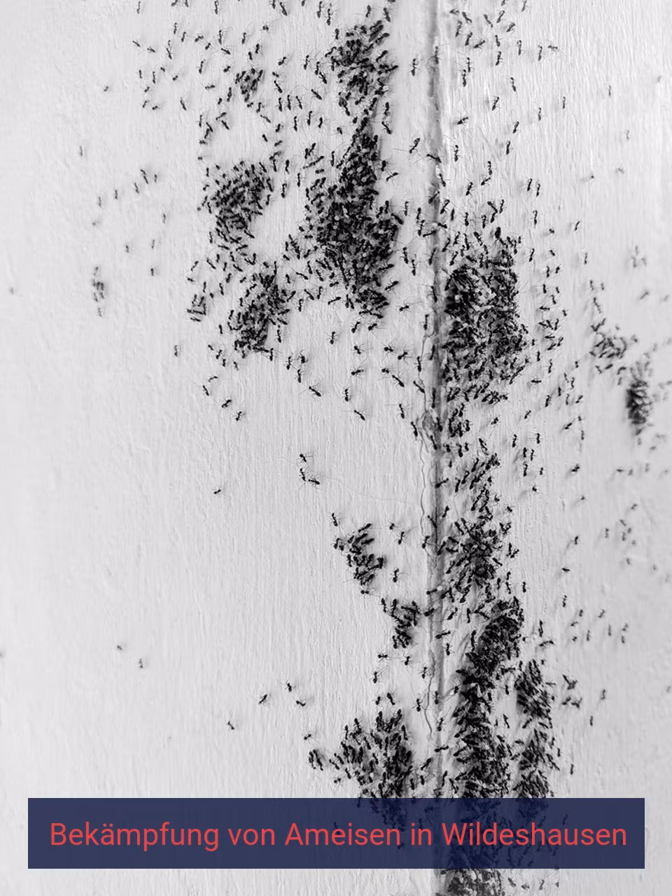 Bekämpfung von Ameisen {Stadt(city_name)