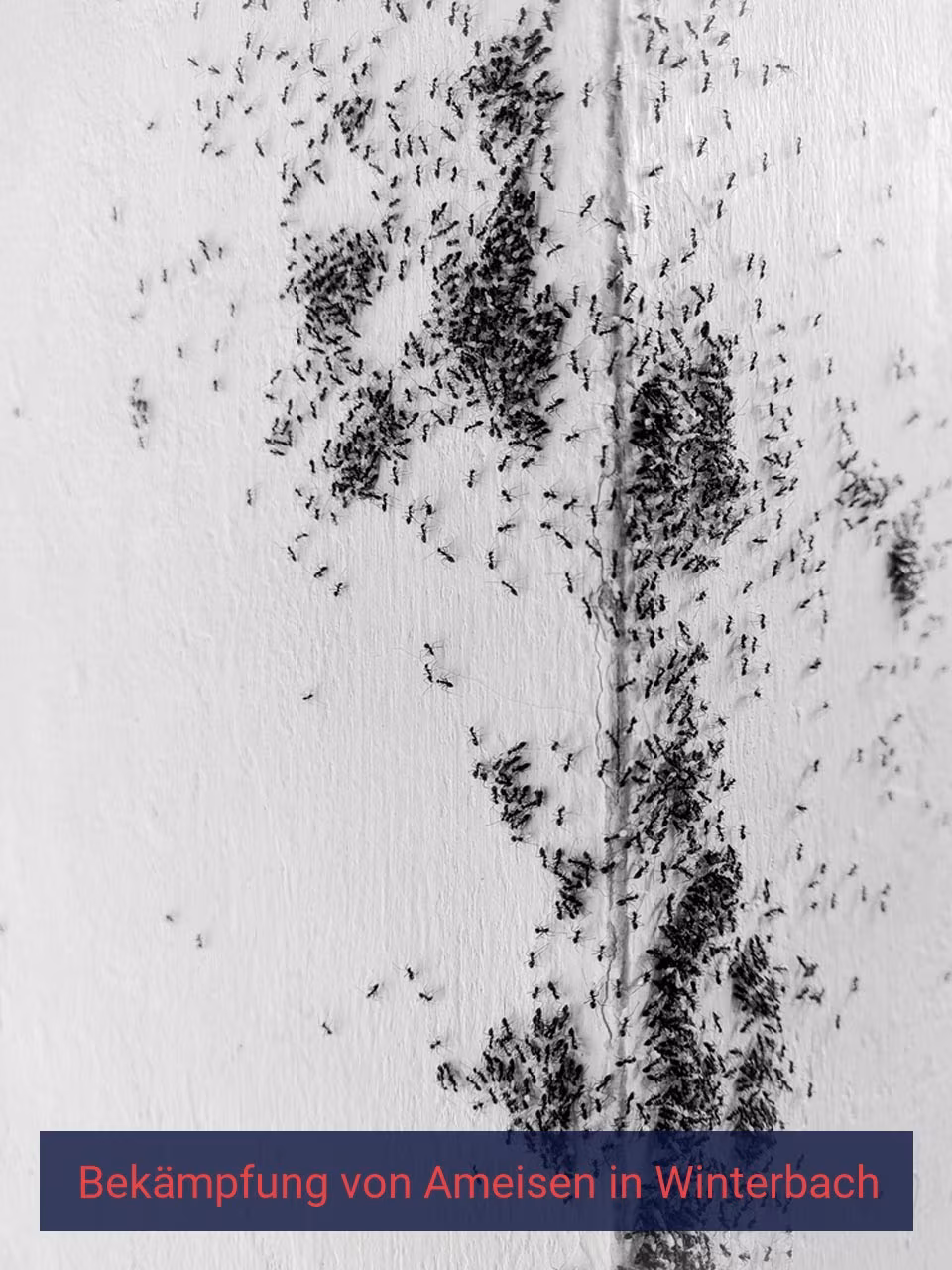 Bekämpfung von Ameisen {Stadt(city_name)