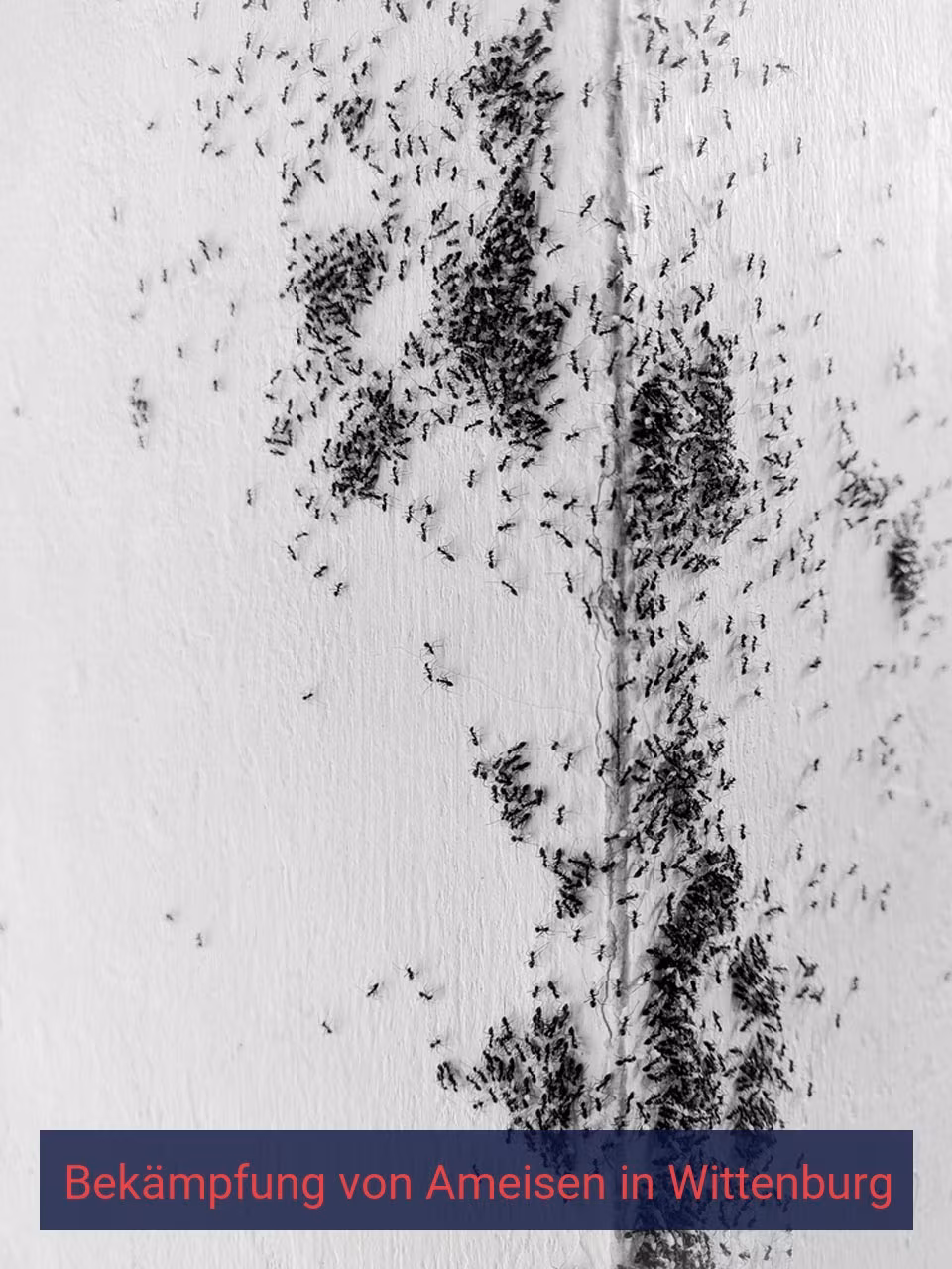 Bekämpfung von Ameisen {Stadt(city_name)