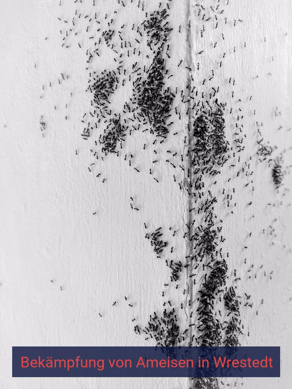 Bekämpfung von Ameisen {Stadt(city_name)