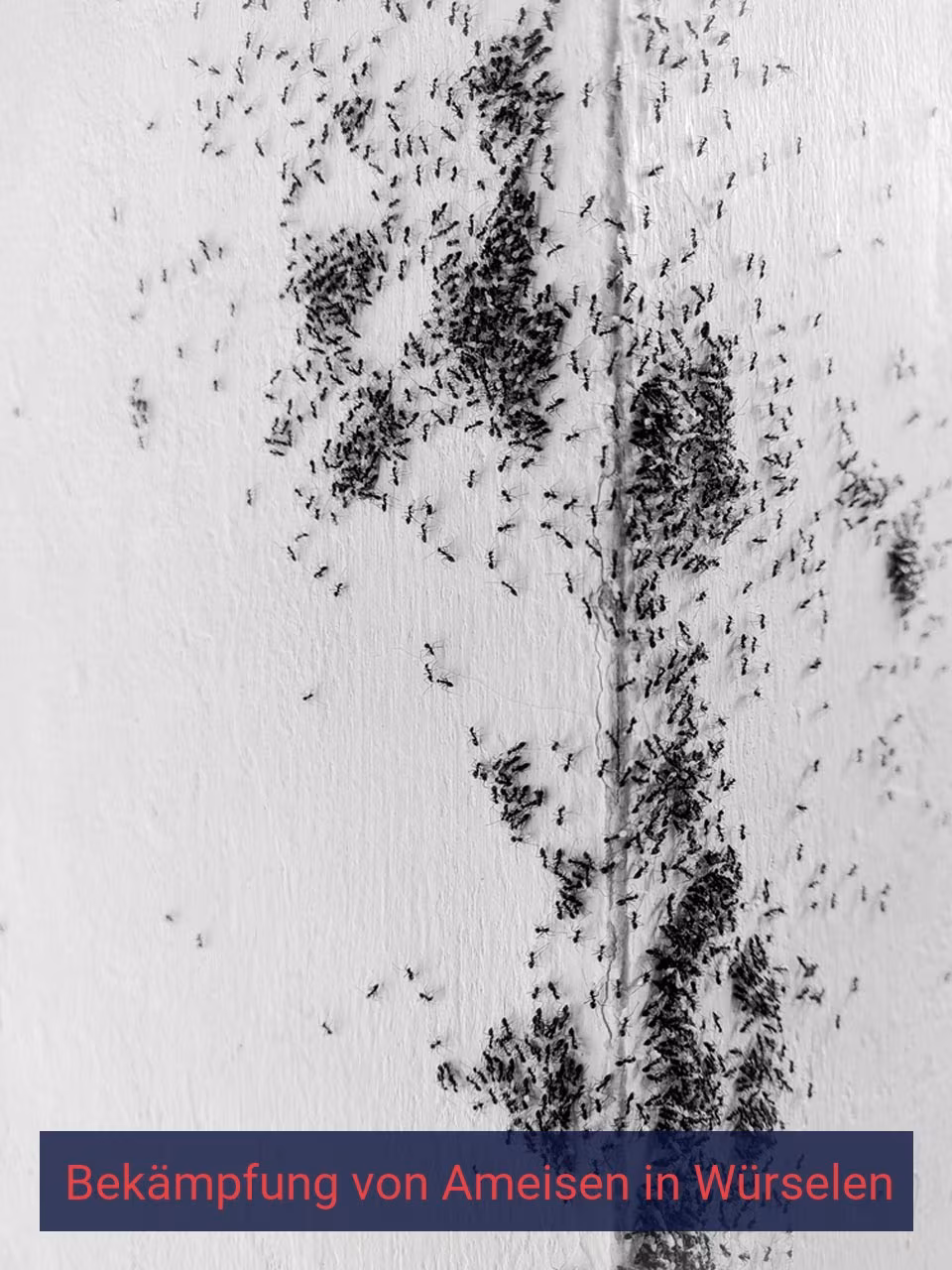 Bekämpfung von Ameisen {Stadt(city_name)