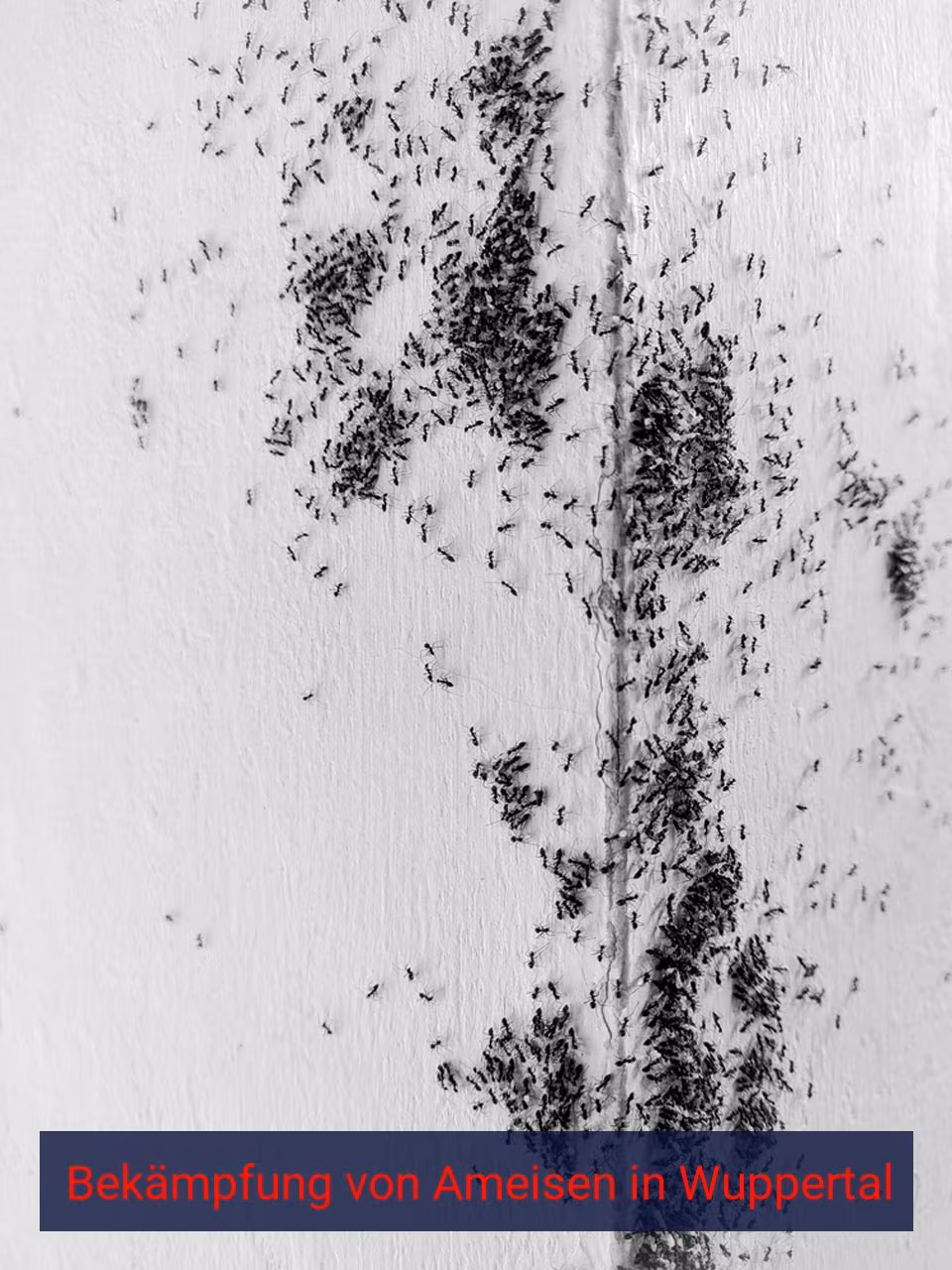 Bekämpfung von Ameisen {Stadt(city_name)