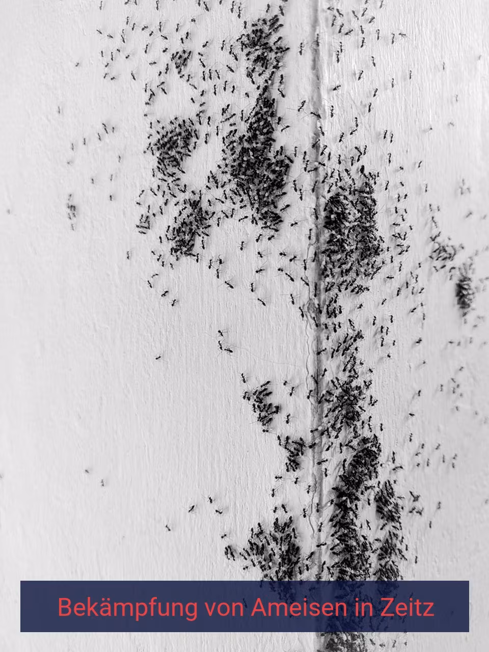 Bekämpfung von Ameisen {Stadt(city_name)