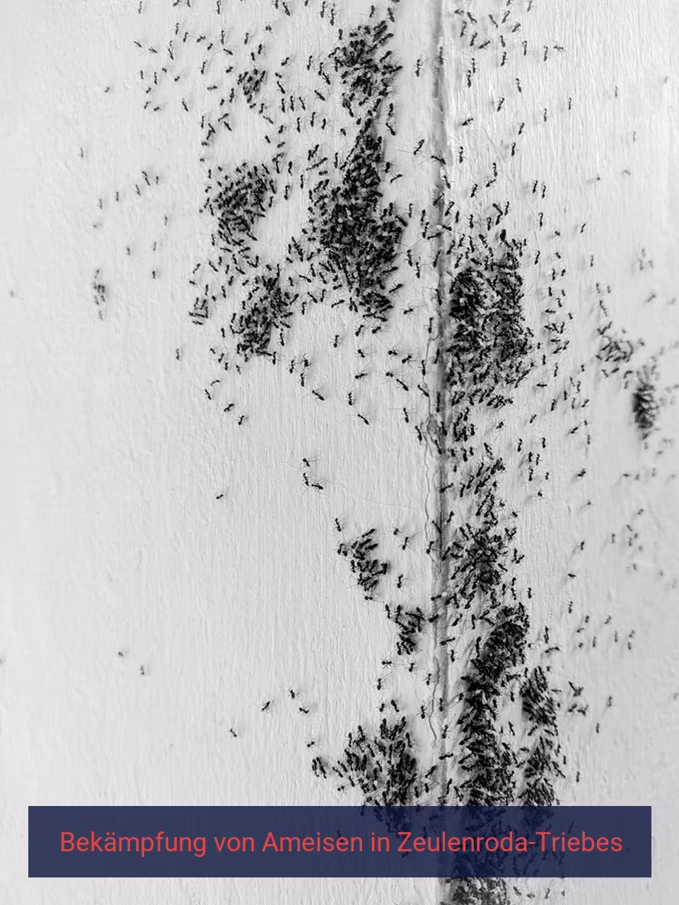 Bekämpfung von Ameisen {Stadt(city_name)