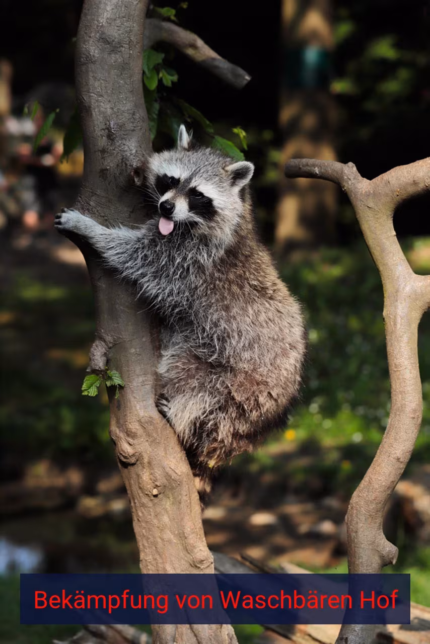 Bekämpfung von Waschbären Hof