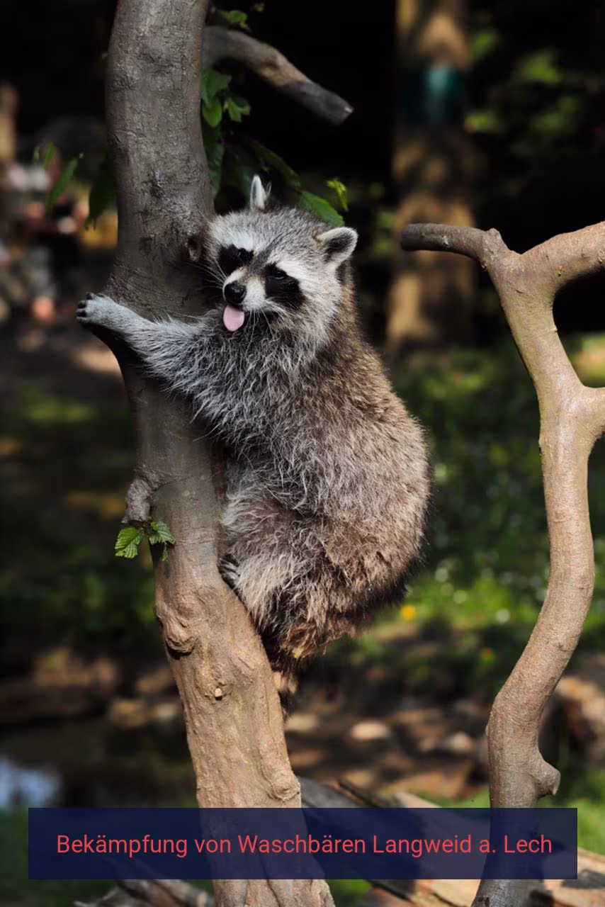 Bekämpfung von Waschbären Langweid a. Lech