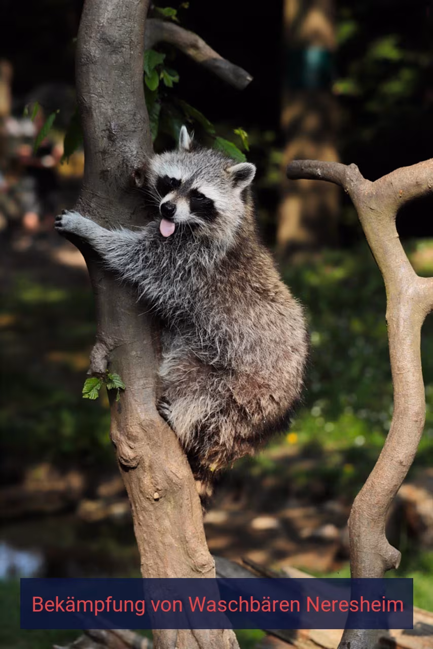 Bekämpfung von Waschbären Neresheim
