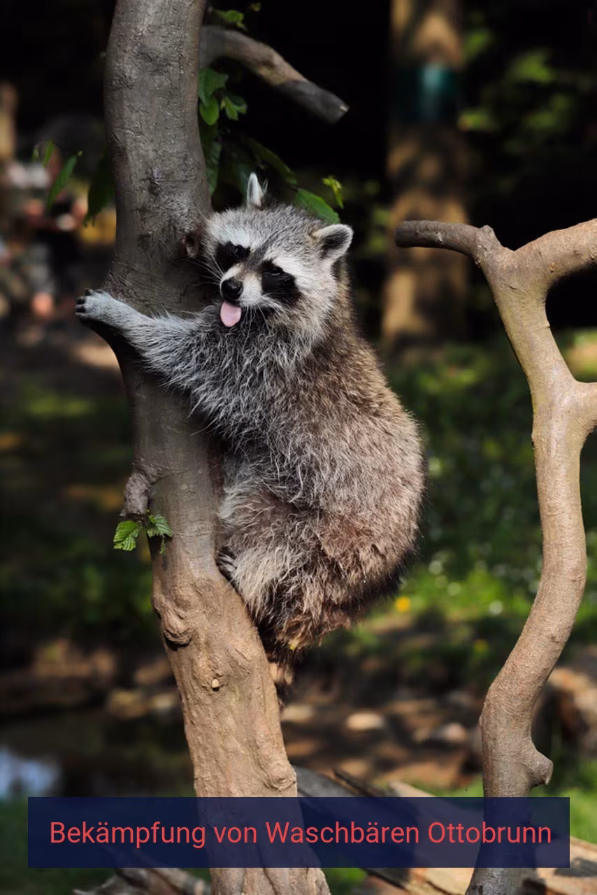 Bekämpfung von Waschbären Ottobrunn