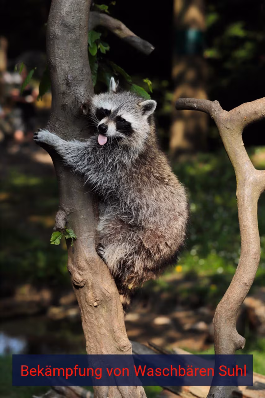 Bekämpfung von Waschbären Suhl