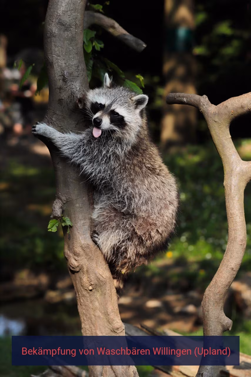 Bekämpfung von Waschbären Willingen (Upland)