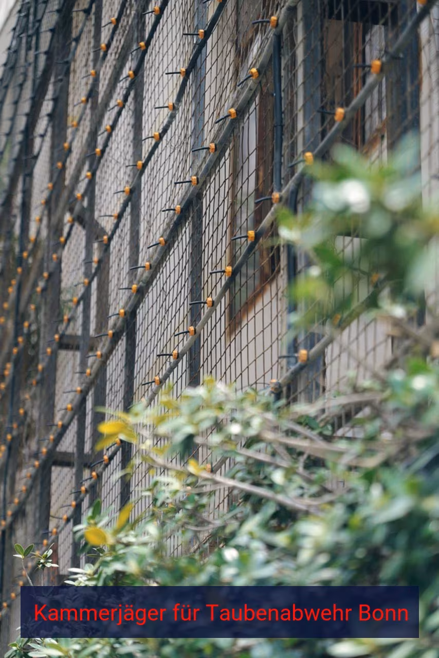 Kammerjäger für Taubenabwehr Bonn