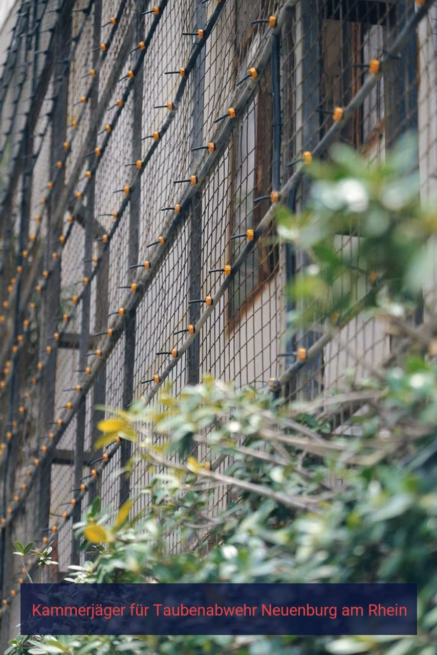 Kammerjäger für Taubenabwehr Neuenburg am Rhein