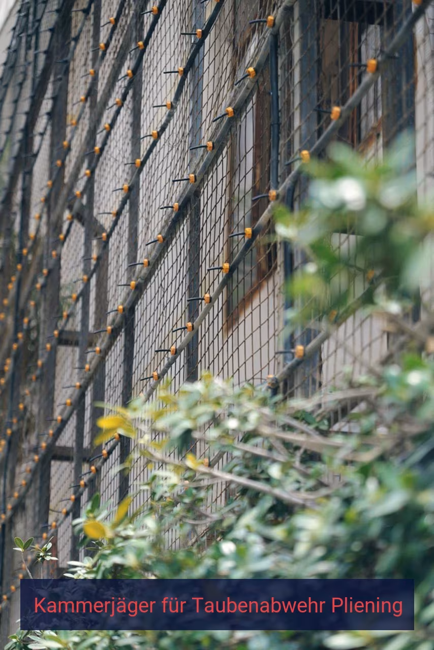 Kammerjäger für Taubenabwehr Pliening