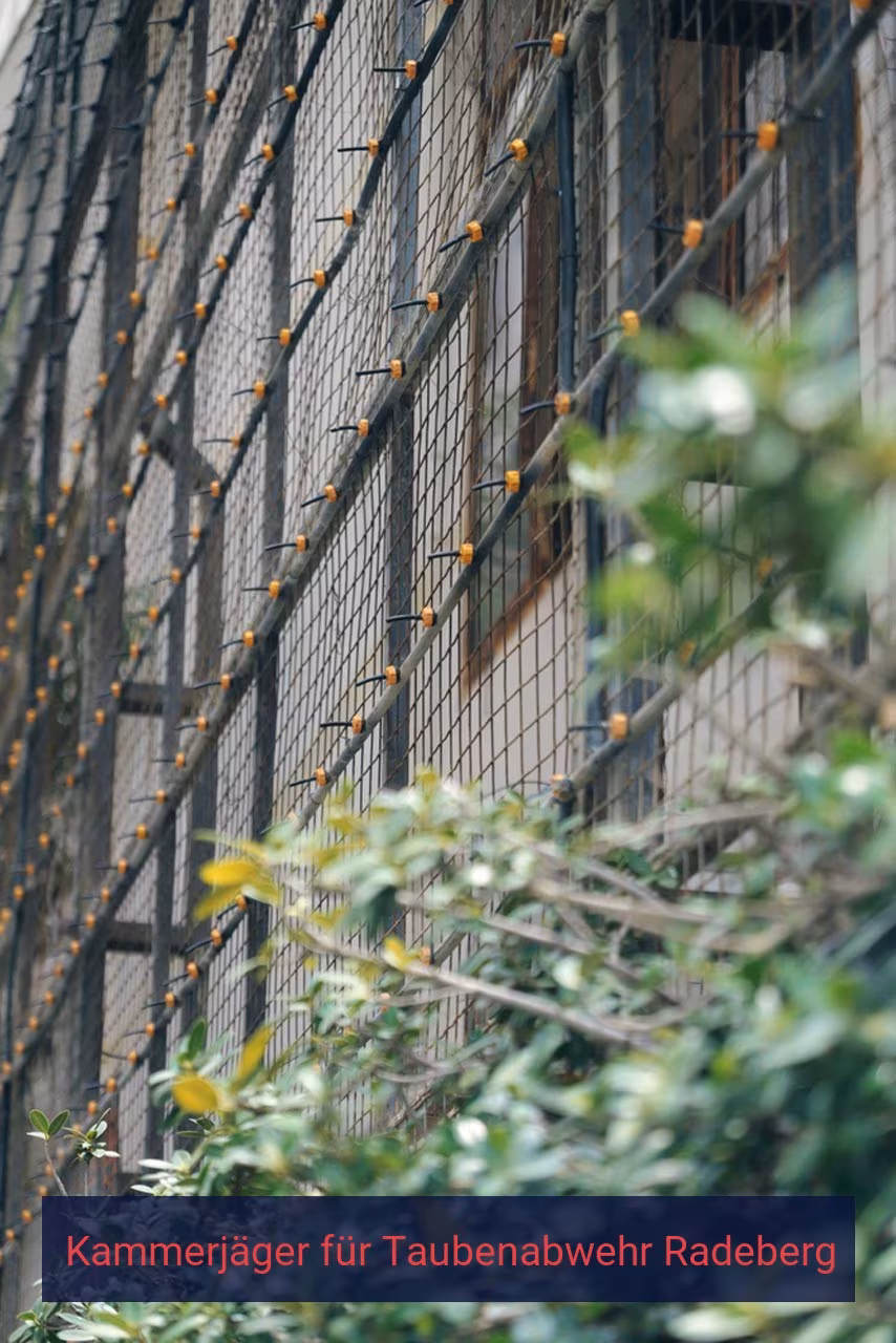 Kammerjäger für Taubenabwehr Radeberg