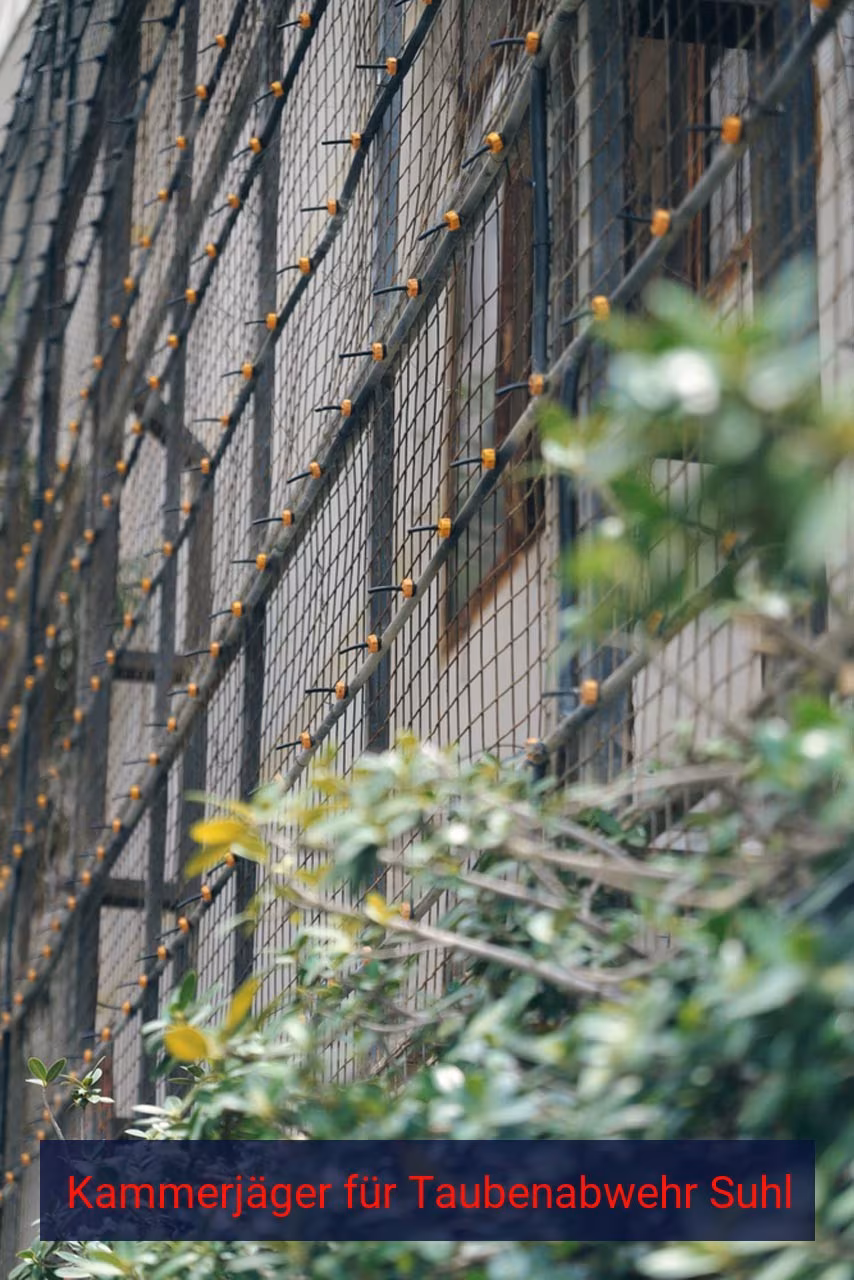 Kammerjäger für Taubenabwehr Suhl