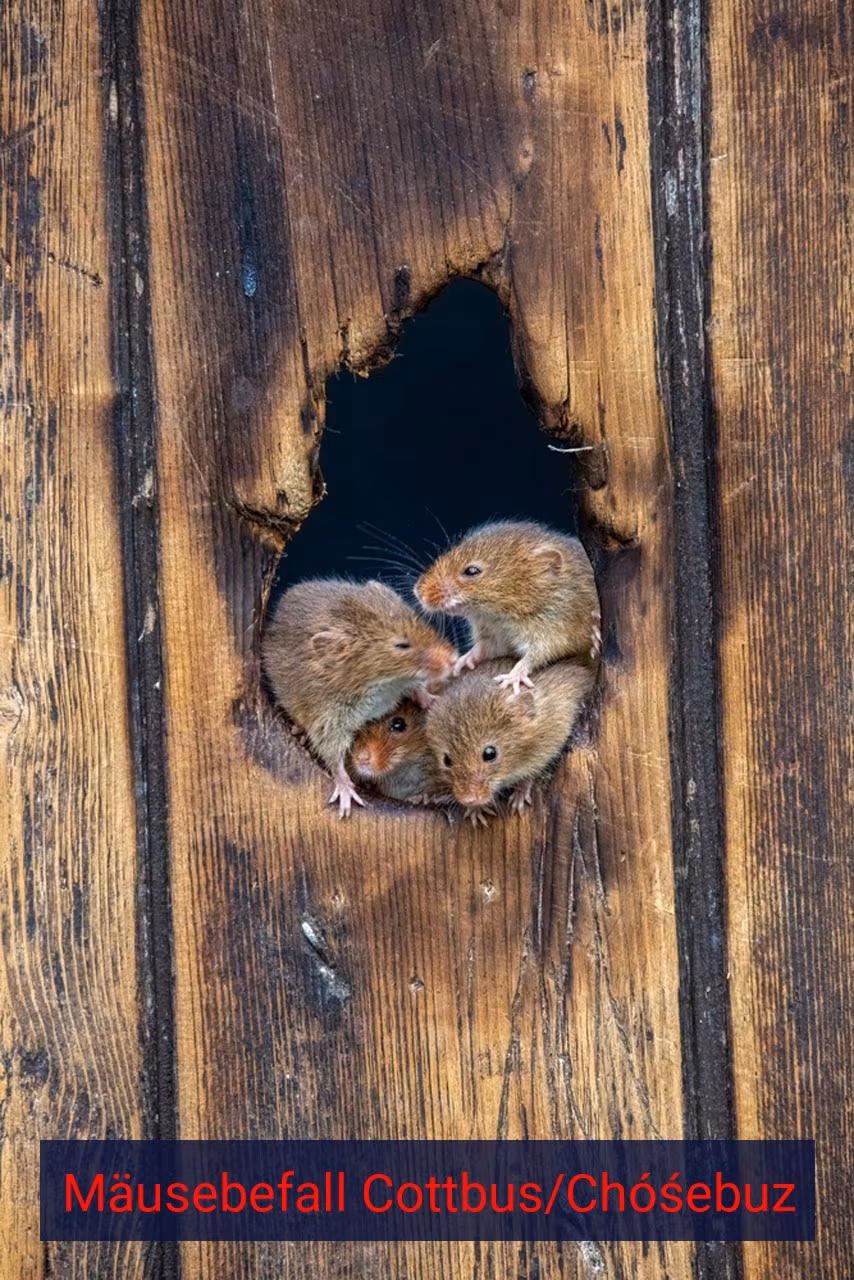 Mäusebefall Cottbus/Chóśebuz