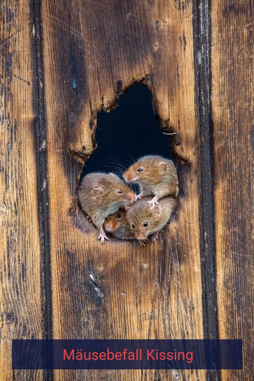 Mäusebefall Kissing