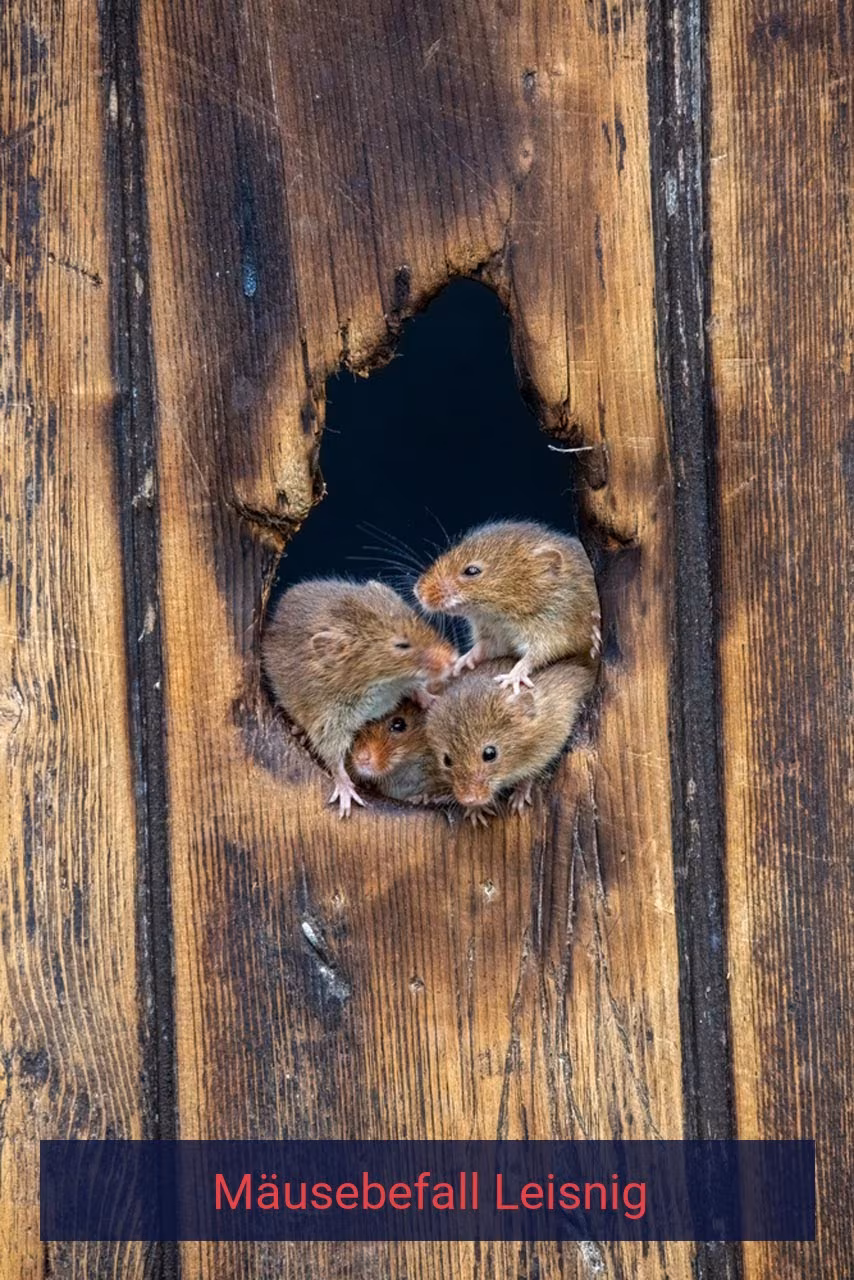 Mäusebefall Leisnig