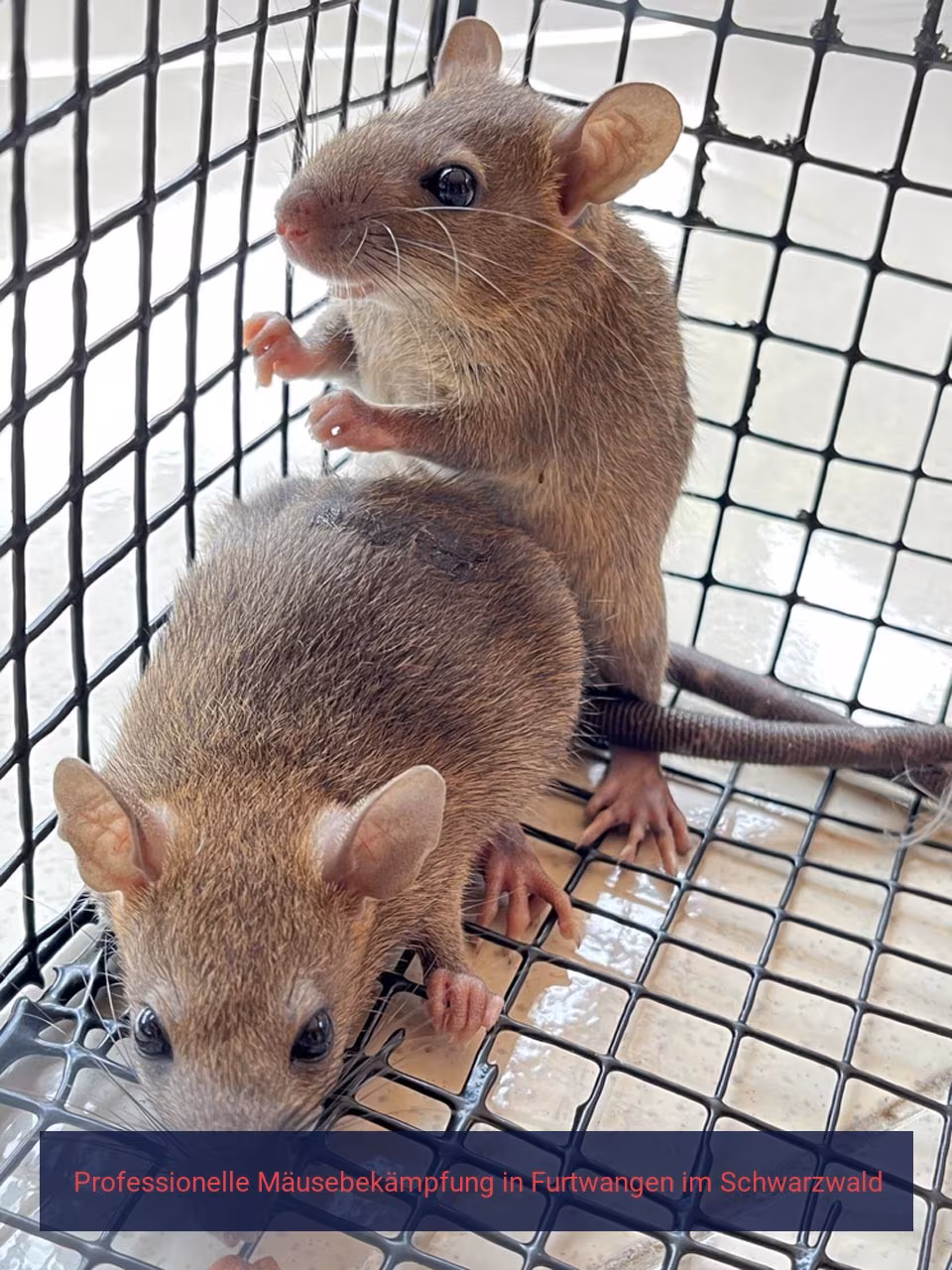 Professionelle Mäusebekämpfung Furtwangen im Schwarzwald