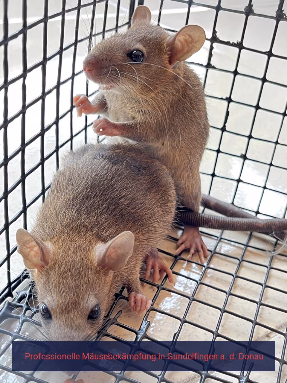 Professionelle Mäusebekämpfung Gundelfingen a. d. Donau