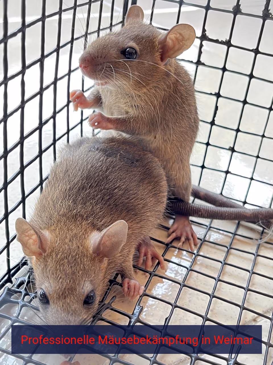 Professionelle Mäusebekämpfung Weimar
