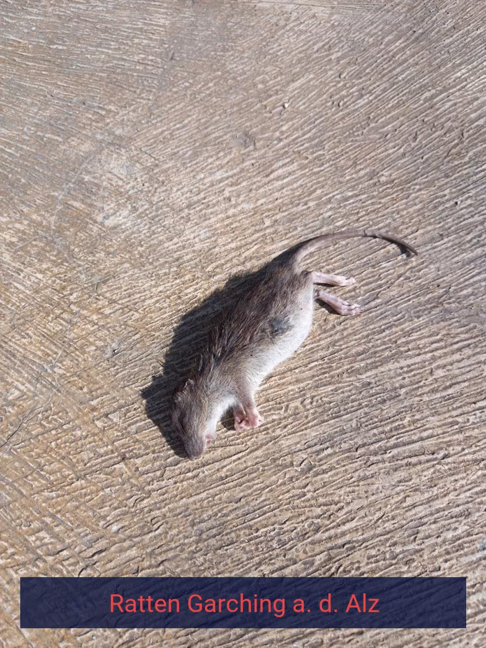 Ratten Garching a. d. Alz