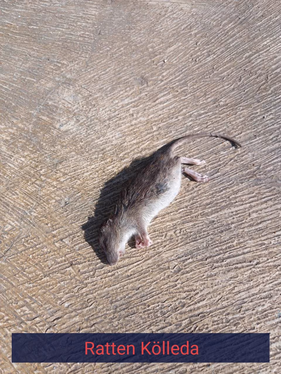 Ratten Kölleda
