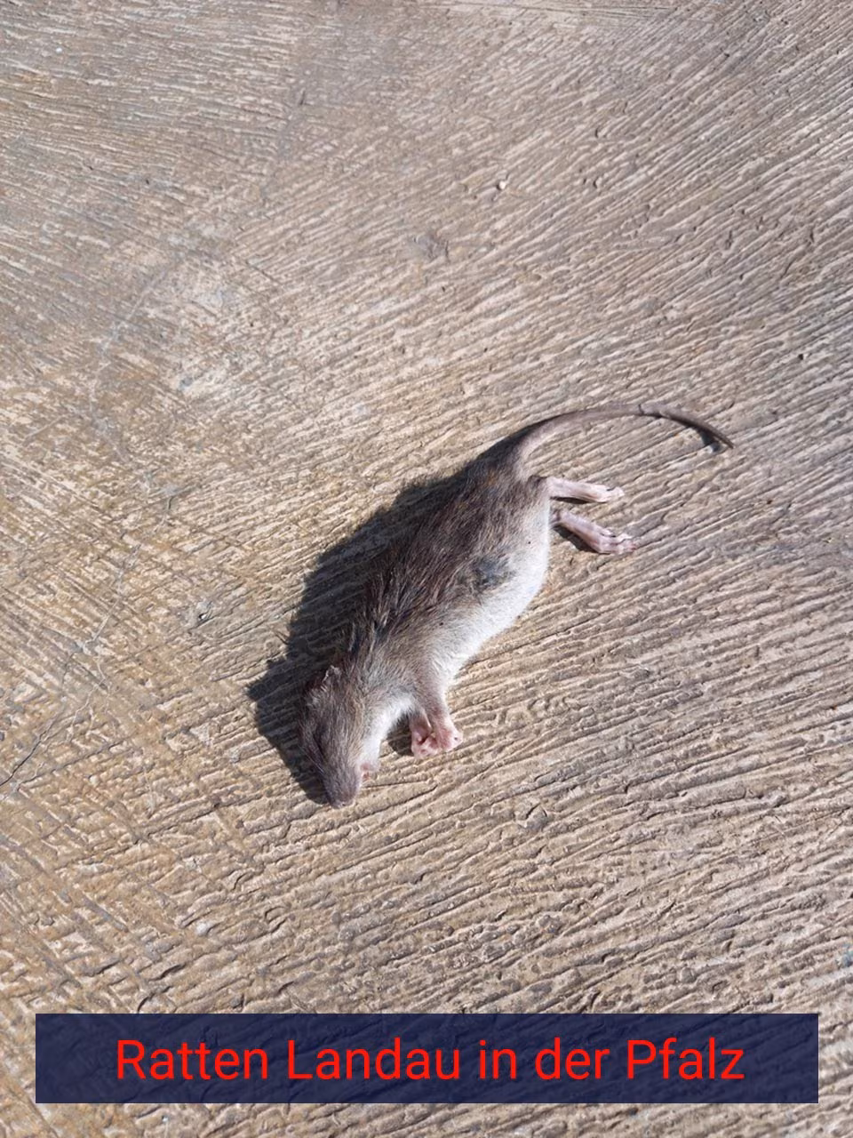 Ratten Landau in der Pfalz