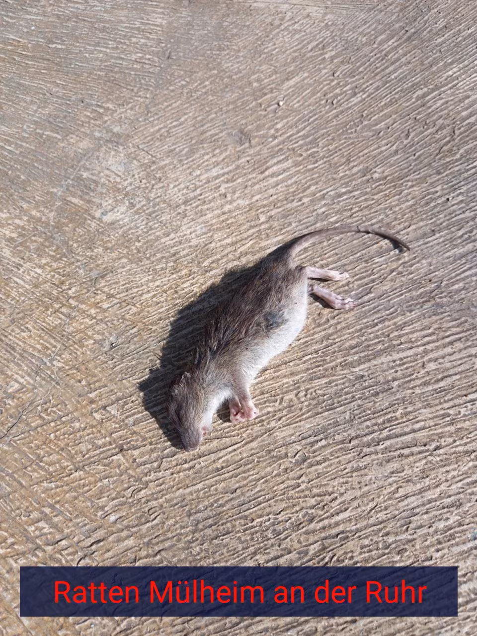 Ratten Mülheim an der Ruhr