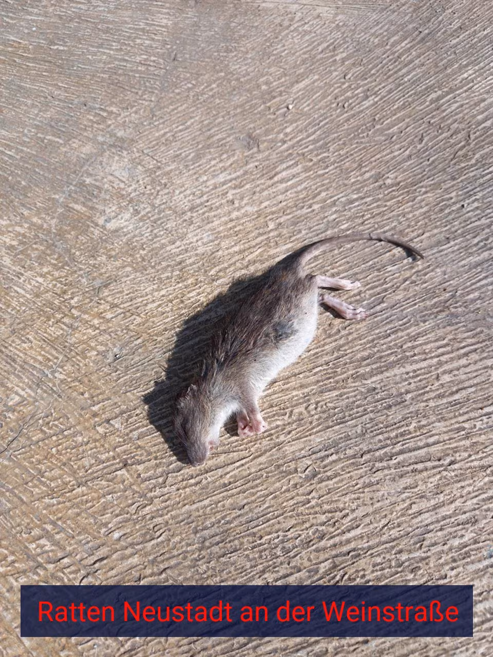 Ratten Neustadt an der Weinstraße