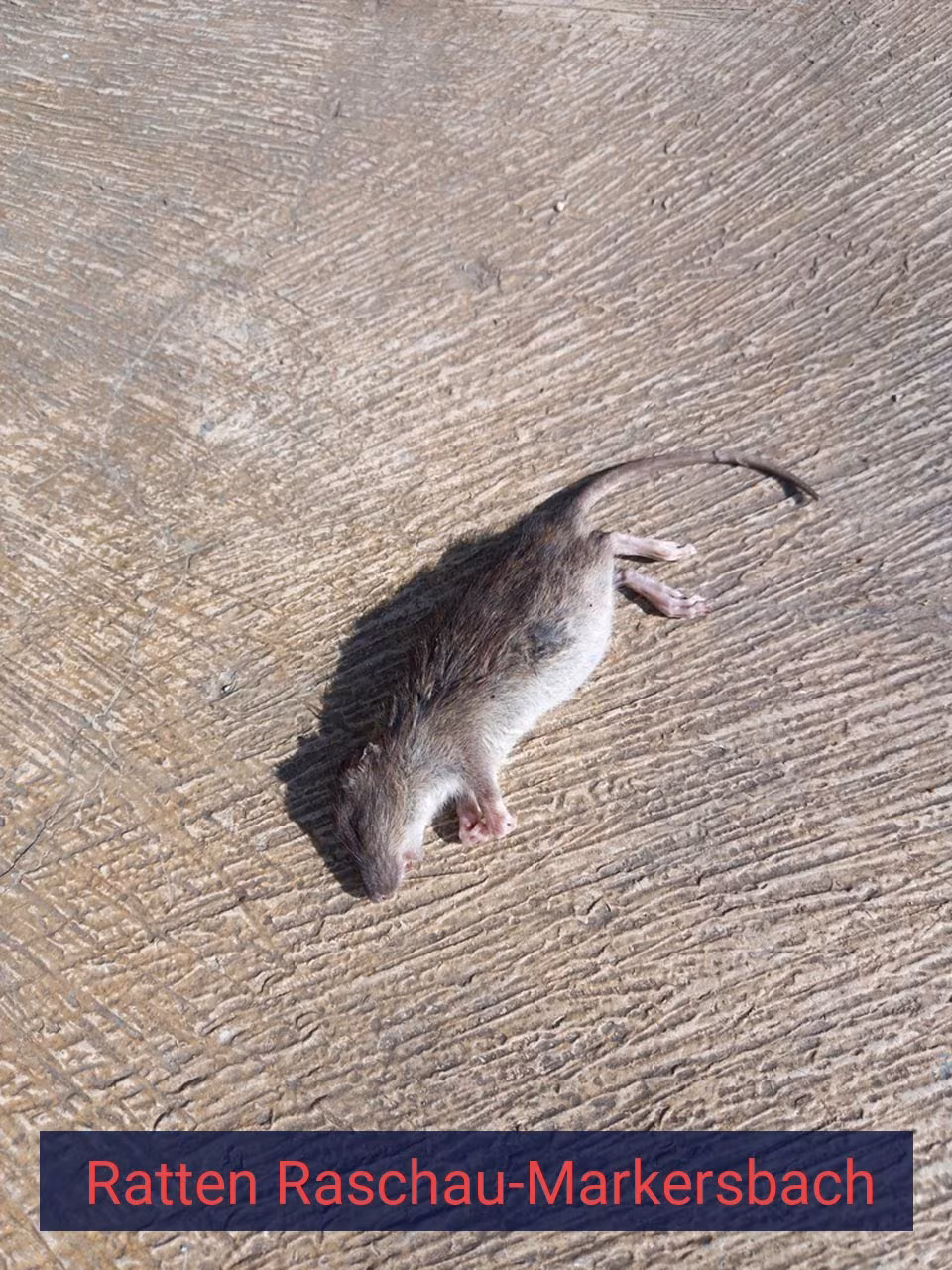 Ratten Raschau-Markersbach