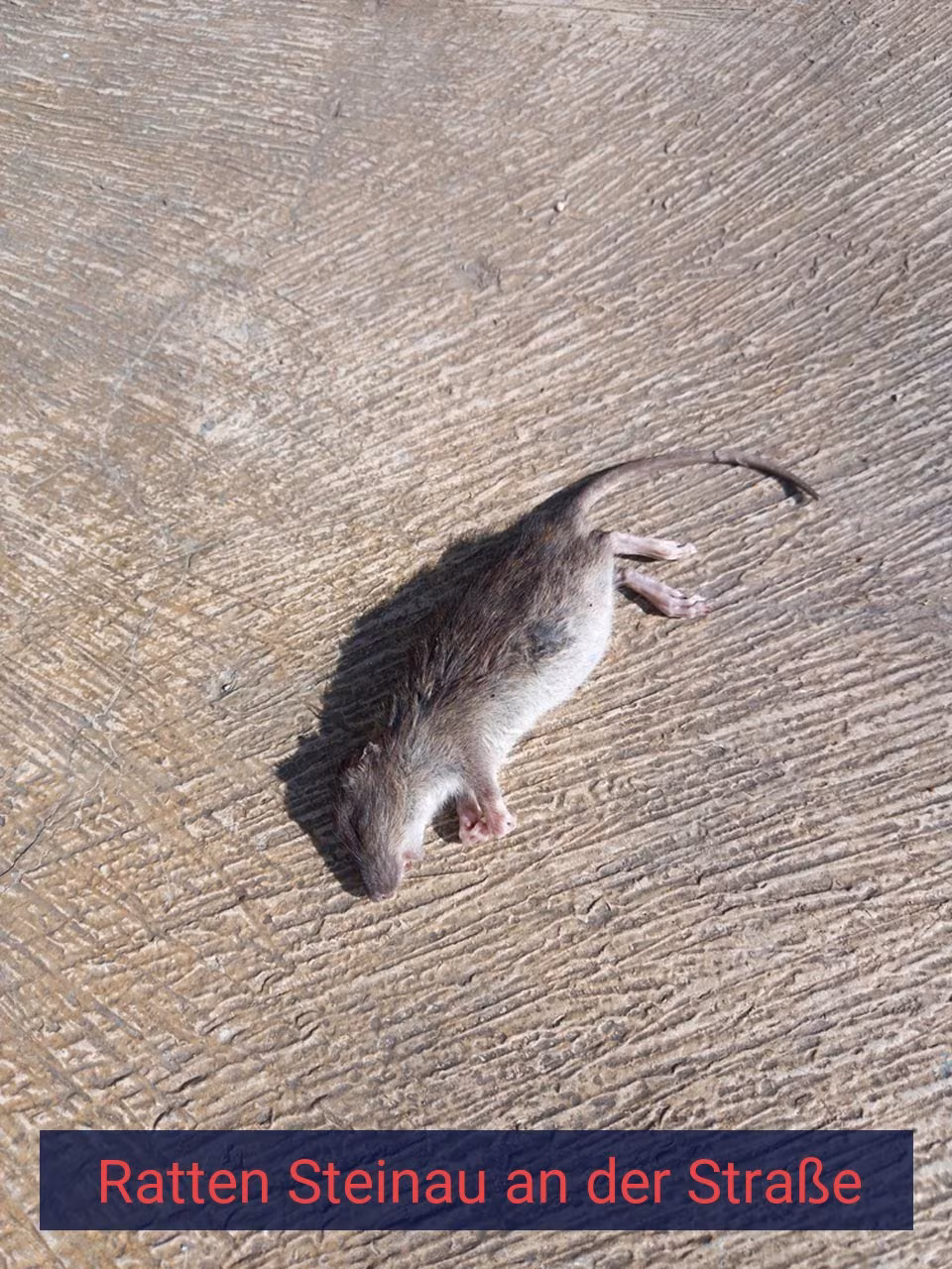 Ratten Steinau an der Straße