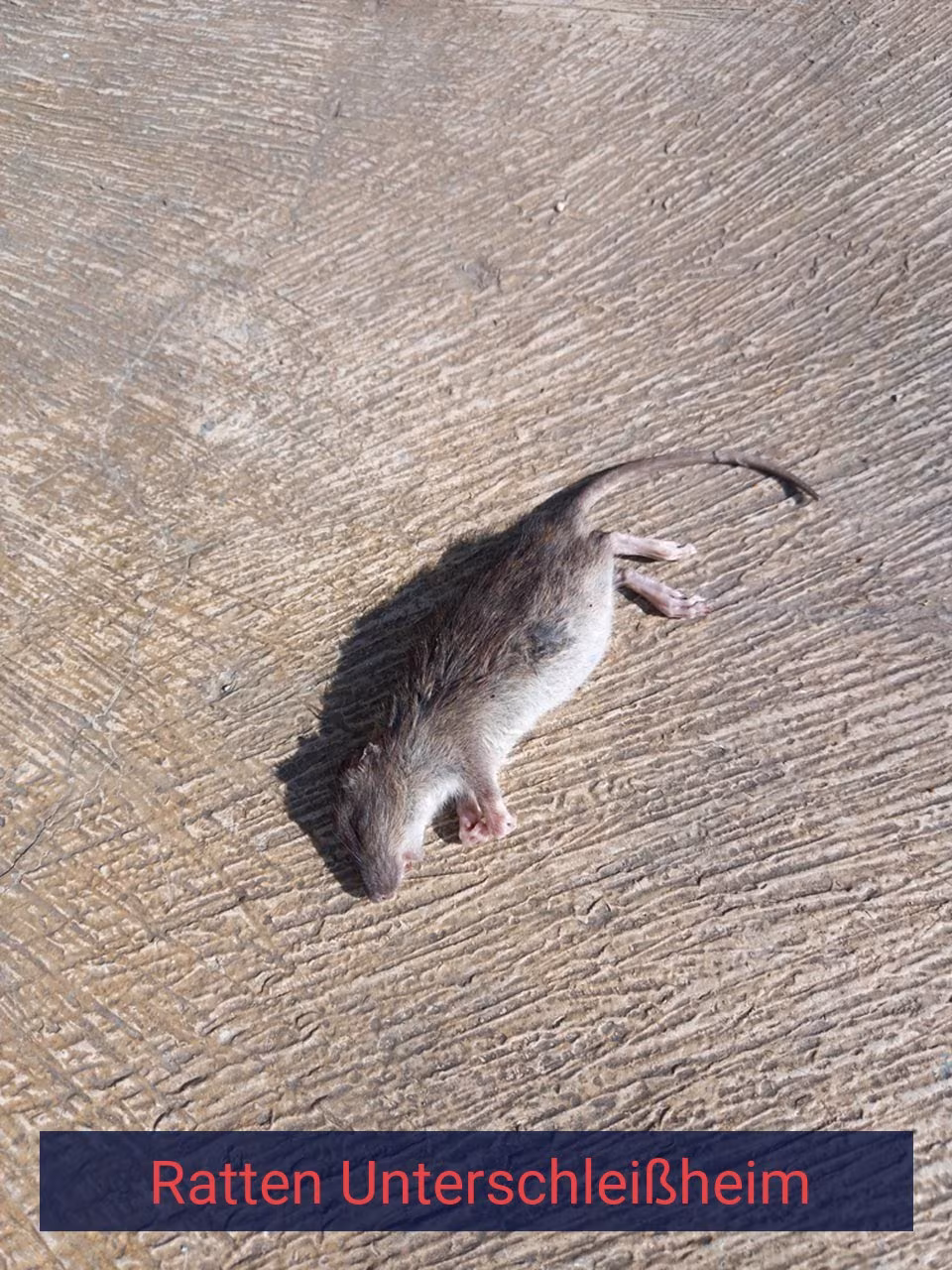 Ratten Unterschleißheim