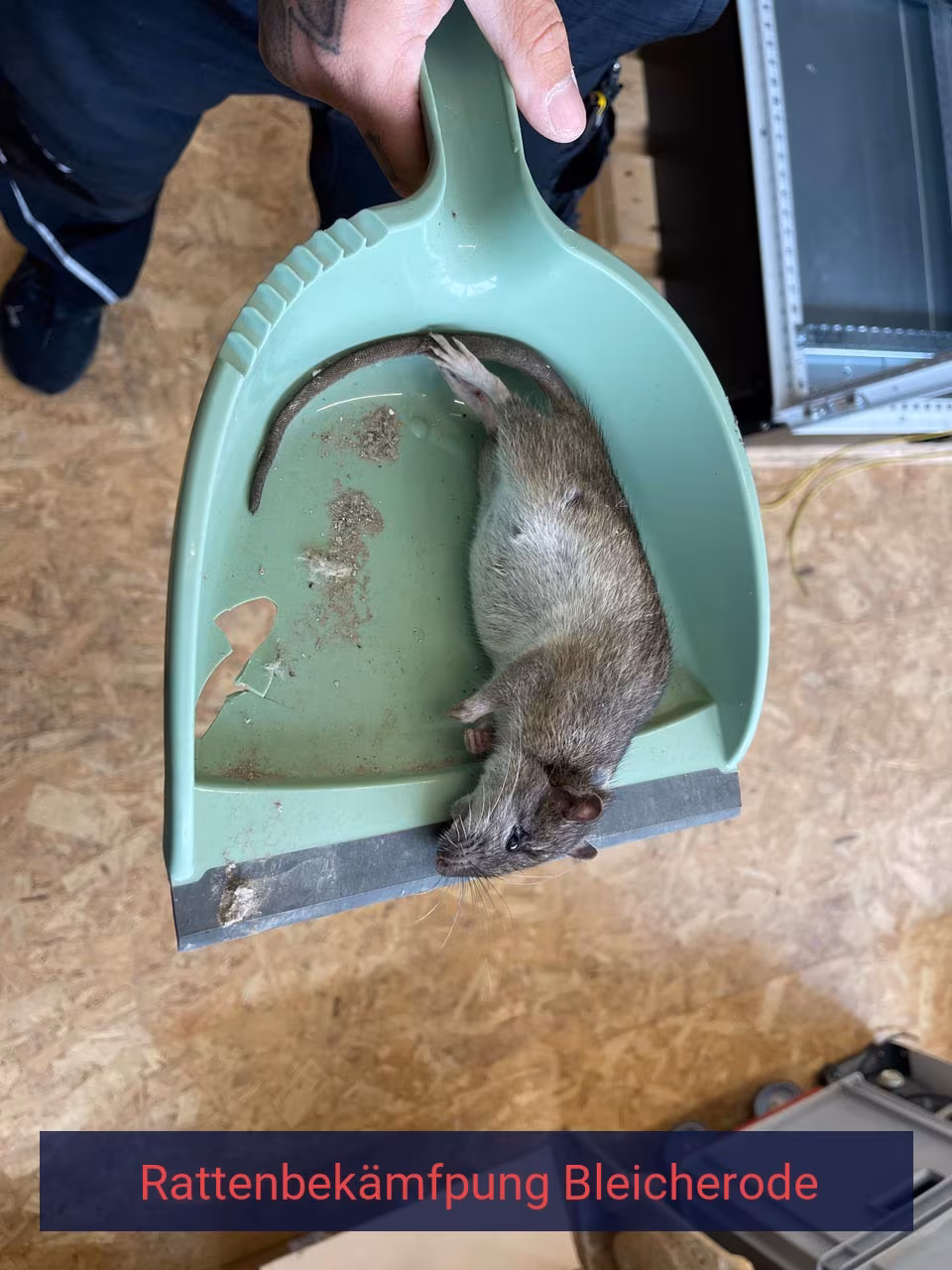 Rattenbekämpfung Bleicherode