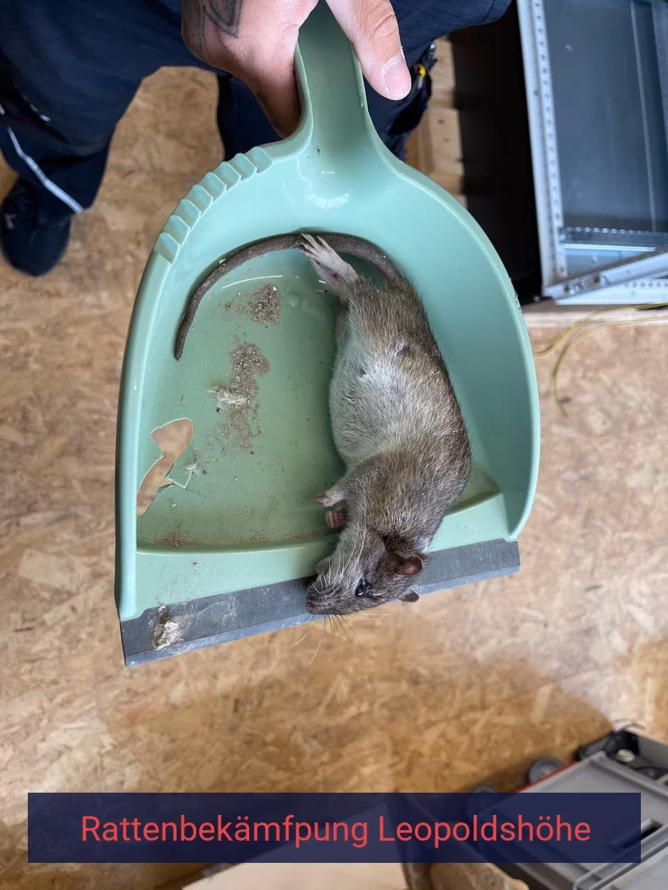 Rattenbekämpfung Leopoldshöhe
