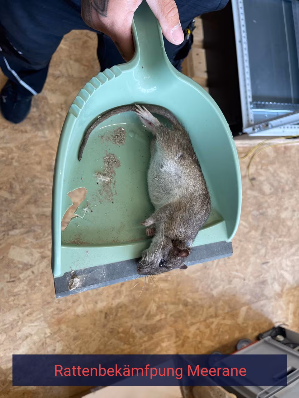 Rattenbekämpfung Meerane