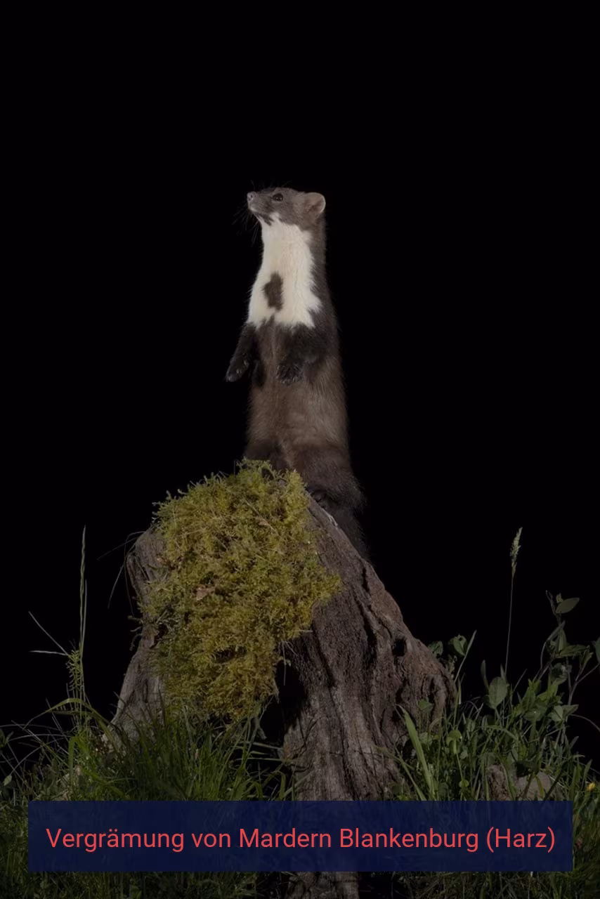 Vergrämung von Mardern Blankenburg (Harz)