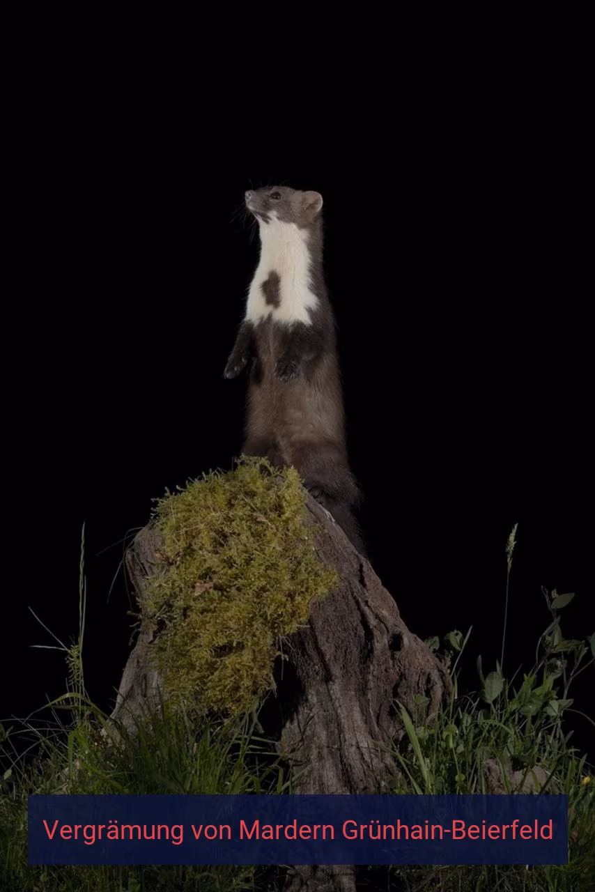Vergrämung von Mardern Grünhain-Beierfeld