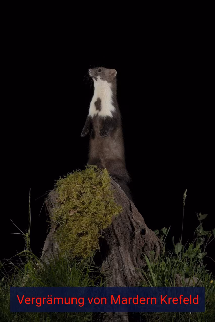 Vergrämung von Mardern Krefeld