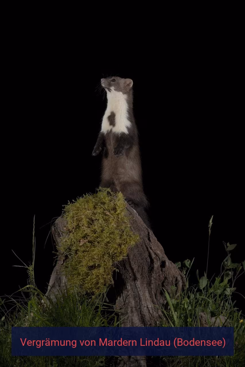 Vergrämung von Mardern Lindau (Bodensee)