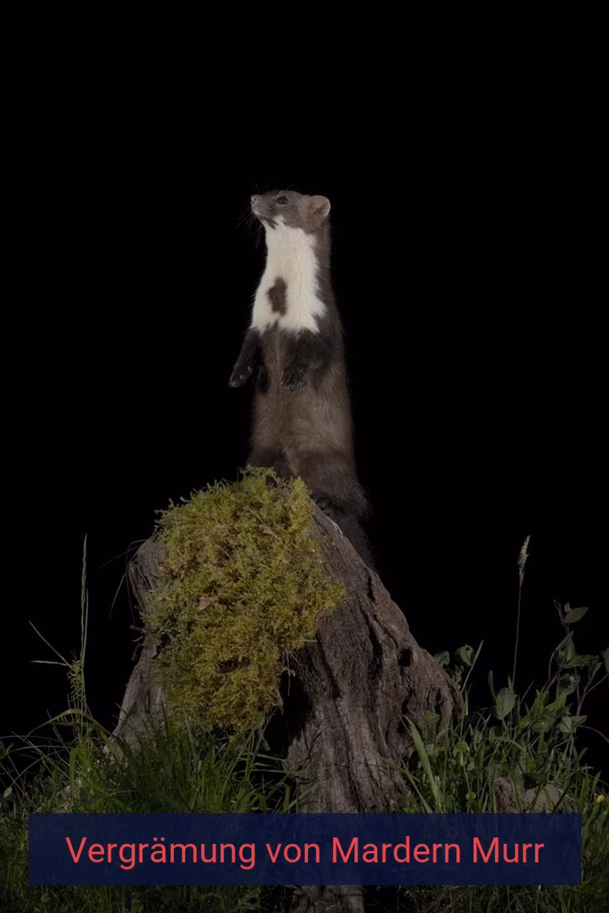 Vergrämung von Mardern Murr